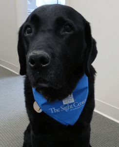 Handsome Black Labrador with blue bandana that says Sight Center of Northwest Ohio